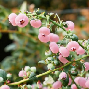 avatar1777288866028 17772888679031904599199