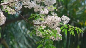 Mùa hoa xoan 1 b304f3d23b97102af86e425bebabd48d mua thang ba 1164414