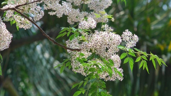 b304f3d23b97102af86e425bebabd48d mua thang ba 1164414