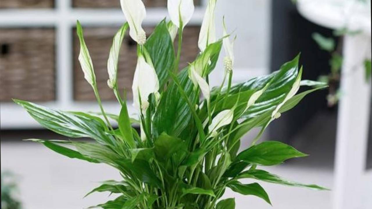 ban lam viec thinh vuong 5 loai cay phong thuy giup su nghiep thang hoa tien bac rung rinh 152902.jp