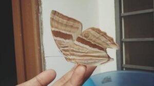 ban tho co 5 dau hieu nay la diem dai cat to tien phu ho gia chu sap don tin vui lon 131047