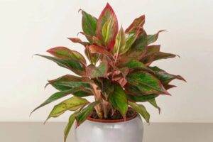 Bat Mi 5 Cay Canh Phong Thuy Trong Trong Nha Tot Nhat Mang Lai Nhieu Tai Loc Va May Man Cho Gia Chu