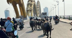 bat ngo canh dan trau chay giua duong pho trung tam da nang 701