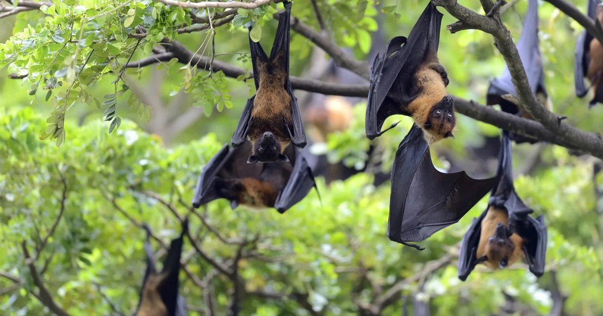 Black Flying Foxes Hanging In Tree Min 17696576621421212638441 46 0 900 1366 Crop 176965917061558695