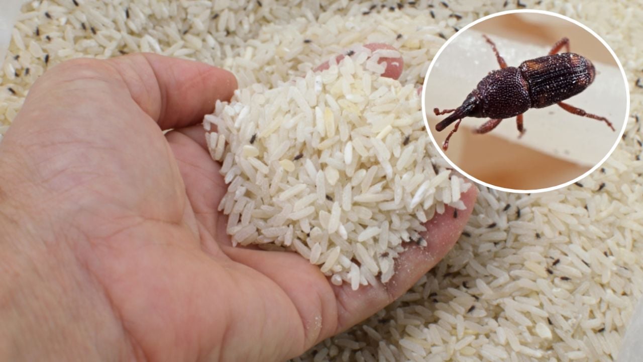 bo thu nay vao thung gao de ca nam khong lo mot 000430