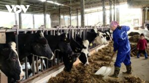 Nguồn nước ô nhiễm ở phường Thảo Nguyên, Sơn La vẫn chưa được giải quyết triệt để 1 bs 2 0