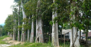 Buoc Thoi Viec Chi Cuc Truong Chi Cuc Kiem Lam Tinh Gia Lai 2812