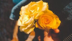 C8Bfbbcd1E7Dbdc8Ee0784D48C341598 Tai Anh Hoa Hong Dep Nhat 96