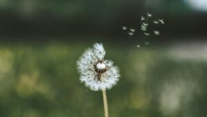 c8d61f216c0f30c261b3c72503e8ebb2 loai hoa tuong trung co don 3