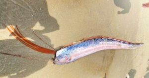 ca ho rong dat vao bo bien da nang 1632