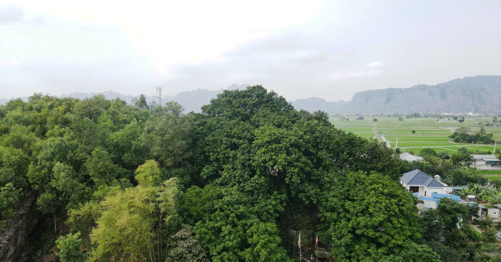 ca lang bao ve bau vat hang tram tuoi tren doi bich son o ninh binh 1611