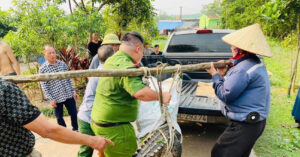 Cá sấu lớn bất ngờ xuất hiện trong khu dân cư ở Quảng Ninh 1 ca sau lon bat ngo xuat hien trong khu dan cu o quang ninh 2485