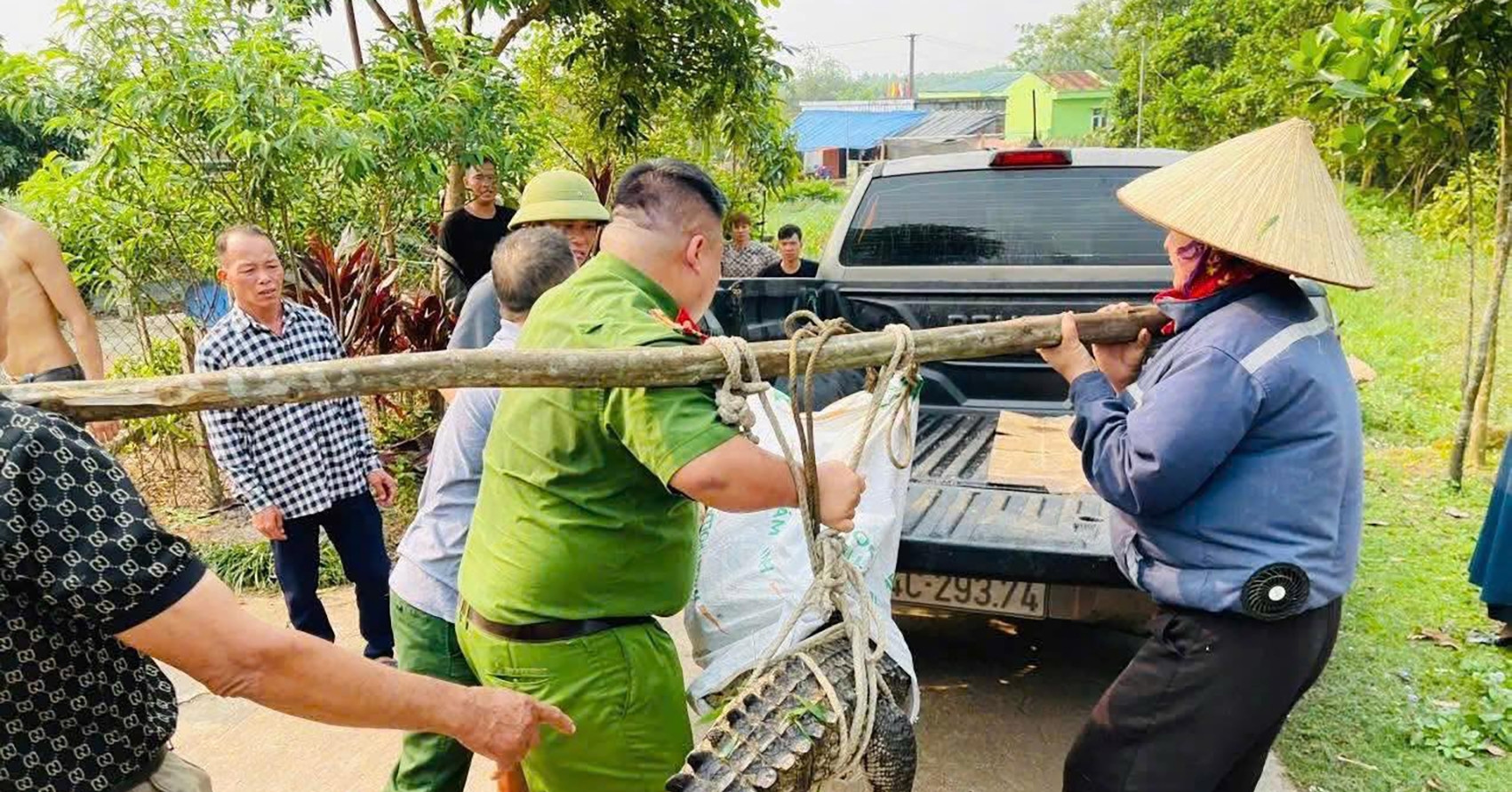 ca sau lon bat ngo xuat hien trong khu dan cu o quang ninh 2485