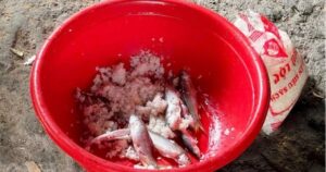 Ca U Chua 1773365357360560798529 95 0 735 1024 Crop 17733653746732084277120