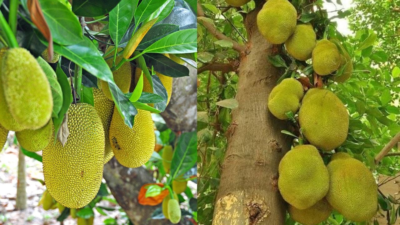 cac cu dan 3 loai cay chan tai loc dung dai trong truoc cong 233911