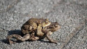 cac cu dan 4 con vat vao nha la diem lanh duoi di la mat loc 231508