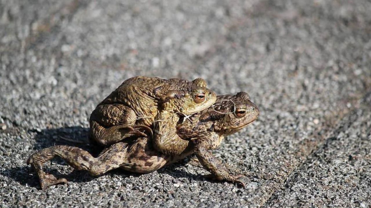 cac cu dan 4 con vat vao nha la diem lanh duoi di la mat loc 231508