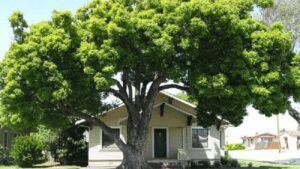 Cac Cu Dan Khong Sai Trong Nham Cay Truoc Cua Than Tai Se Di Lac Tien Bac Tieu Tan Ruoc Hoa Vao Than