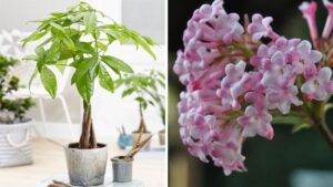 Cac Cu Dan Trong 4 Cay Canh Nay Trong Nha Nhu Bao Vat Phong Thuy Gia Chu Quanh Nam Du Da 124624