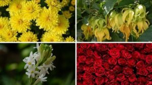 Các loại hoa, quả cúng Rằm tháng Giêng được ưa chuộng 1 cac loai hoa qua cung ram thang gieng duoc ua chuong 231350