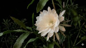 Cách biến khu vườn buổi tối thơm ngát chỉ với 6 loại cây dễ trồng 1 cach bien khu vuon buoi toi thom ngat chi voi 6 loai cay de trong 175926