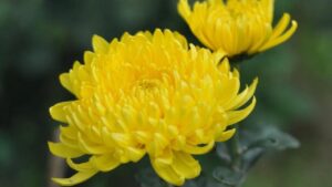 cach cam hoa cuc tren ban tho giup chieu tai tu loc 232047