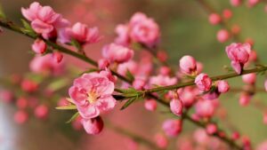 Cách Cắm Hoa Đào Tươi Lâu 10 Ngày Tết Cach Cam Hoa Dao Tuoi Lau 10 Ngay Tet 220700