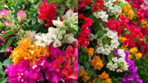 Cach De Cay Hoa Giay No Ruc Ro Dung Dip Tet Am Lich Binh Ngo 2026 230511