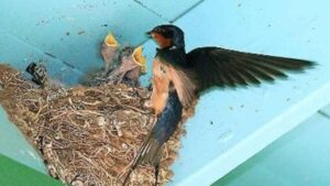 Can Tet Nguyen Dan 2026 6 Diem Bao Trong Nha Cho Thay Tai Loc Sap Go Cua Cau Gi Duoc Nay 154631