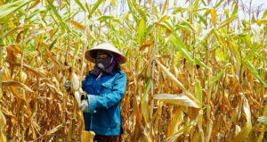 canh tuong xot xa khien nguoi dan khoc rong giua chao lua 42 do 466