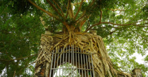 cay da co thu om tron cong phu tram nam trong san truong re phu kin vom gach 1450