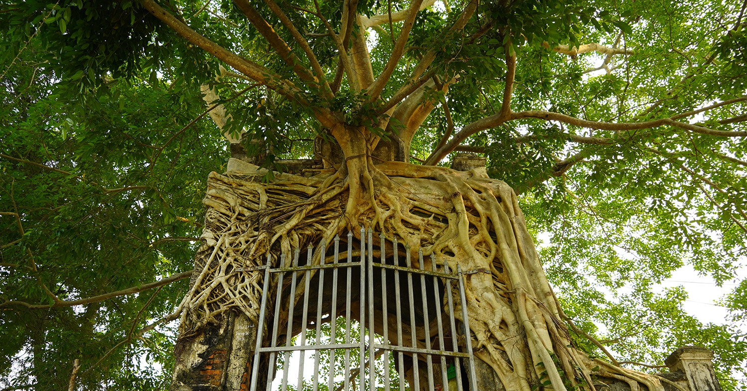 cay da co thu om tron cong phu tram nam trong san truong re phu kin vom gach 1450