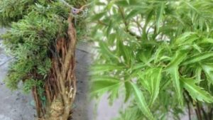 Cây đinh lăng được ví như “thần giữ của”: Vị trí trồng chuẩn phong thủy giúp hút tài lộc, may mắn 1 cay dinh lang duoc vi nhu than giu cua vi tri trong chuan phong thuy giup hut tai loc may man 125211