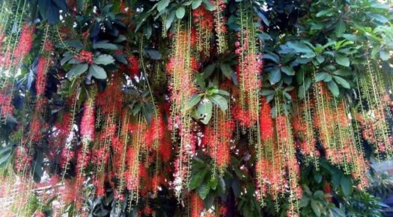 cay loc vung dep va hut tai loc vi sao nhieu nguoi van tranh trong truoc cong nha 162806