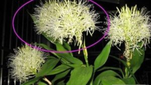 cay trong trong nha xuat hien nhung dau hieu nay diem bao phat tai tai loc va phu quy sap go cua 162