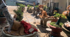 chu nhan 42 cay mai vang o con dao lan dau len tieng ve quyet dinh tich thu cay 1406