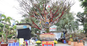 Chu Nhan Cay Mai Vang Cao Hon 5M He Lo Ly Do Rao Ban Gia 37 Ty Dong 930