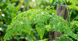 chum ngay 17760696999441280982616 0 125 1396 2359 crop 17760698801601509522550