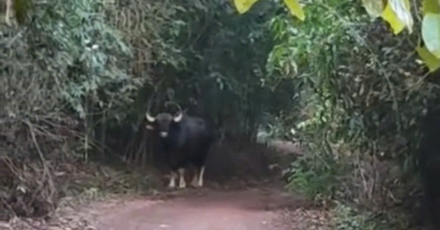clip cham mat bo tot o bia rung khien nguoi dan thich thu 409