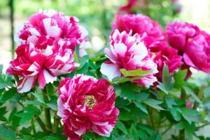 Co Cau Goc Nha Co 3 Loai Hoa Khong Phu Quy Thi Cung Phat Tai Day La 3 Loai Hoa Gi 223332