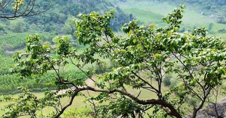 con sot thoi gia cay muoi hong khien khai thac trai phep gia tang 2784