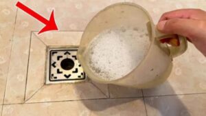 Con Trung Bay Nho Trong Phong Tam Meo Tieu Diet Chi Voi 1 Lan Xa Nuoc Va Ngan Mui Hoi Hieu Qua 15151