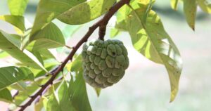 Custard Apple 17675957576221405985485 0 0 1600 2560 Crop 1767595799152310962848