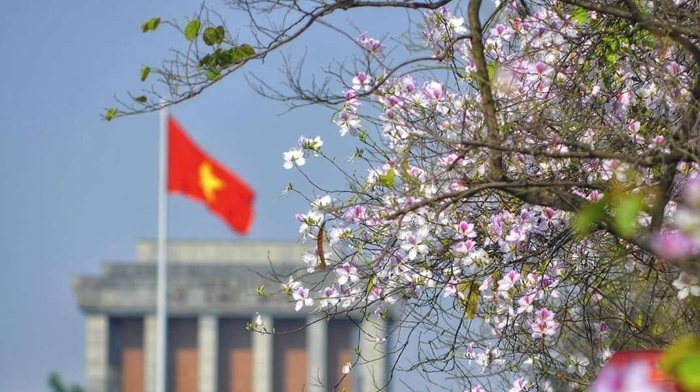 D3Bc25482B98C4D806Cafdddfc83F85A Hinh Anh Mua Xuan O Viet Nam