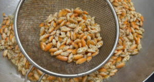 Đặc sản 'chỉ lùi không tiến' ở Phú Quốc, nhìn giống dế nhưng vị ngon như tôm 1 dac san chi lui khong tien o phu quoc nhin giong de nhung vi ngon nhu tom 3271