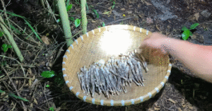 Dac San Vinh Long Moc Tu O Moi Moi Nam Chi Co Mot Mua Co Tien Cung Kho Mua 1681