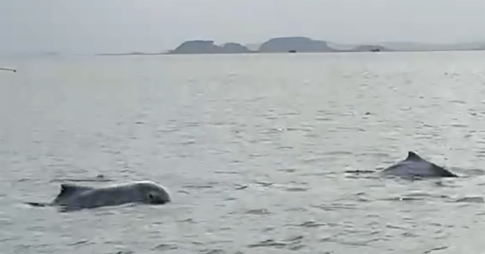 dan ca heo trang xuat hien o dao cai chien co con anh hong rat dep mat 2250