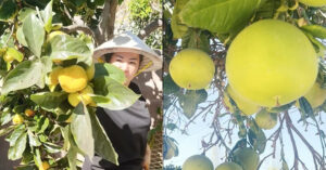 Danh Hai Thuy Nga Boi Thu Cay Trai Trong Biet Thu Trieu Do O My 522