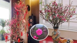 Dat Cay Dao Tet 2026 O Vi Tri Nao Trong Nha Tot Nhat Theo Phong Thuy De Ruoc Tai Loc May Man 194430