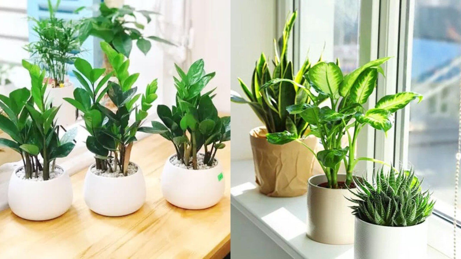 Dat Cay Dung Cho Nay Van Xui Tan Bien Tien Tu Tim Den May Man Noi Duoi Nhau Go Cua 093529